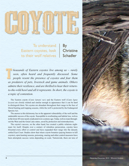 Coyotes, Look Christine to Their Wolf Relatives Schadler