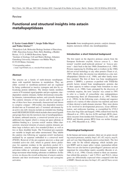 Functional and Structural Insights Into Astacin Metallopeptidases