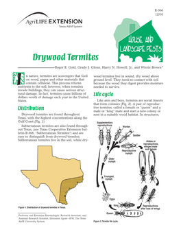 Drywood Termites