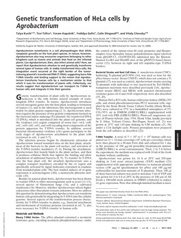 Genetic Transformation of Hela Cells by Agrobacterium