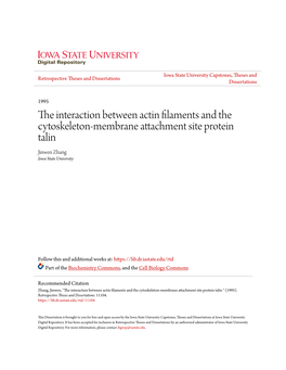 The Interaction Between Actin Filaments and the Cytoskeleton-Membrane Attachment Site Protein Talin Jinwen Zhang Iowa State University