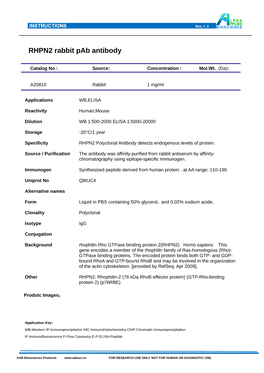 RHPN2 Rabbit Pab Antibody