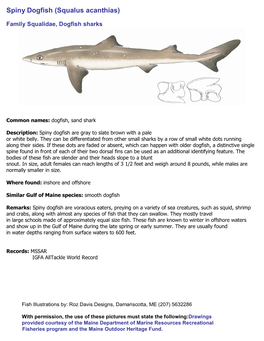 Spiny Dogfish (Squalus Acanthias)