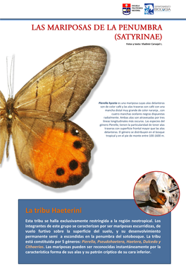 Mariposas Satyrinae.Pdf