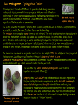 Pear Codling Moth - Cydia Pyrivora Danilev