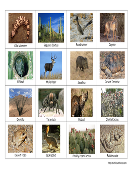 Gila Monster Saguaro Cactus Roadrunner Coyote Elf Owl Mule