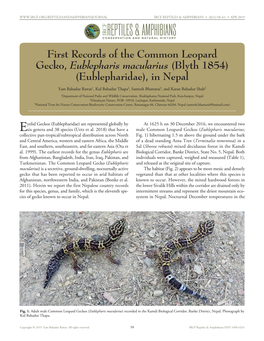 Cfreptiles & Amphibians