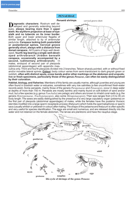 Penaeidae 889