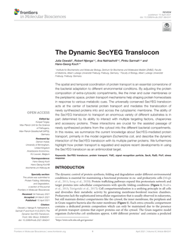 The Dynamic Secyeg Translocon