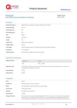 Anti-ADD3 / Gamma Adducin Antibody (ARG66528)