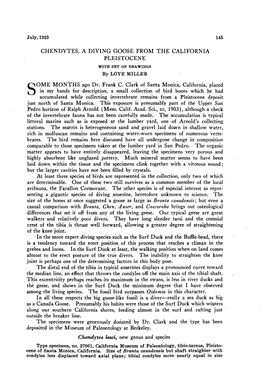 Chendytes, a Diving Goose from the California Pleistocene (With Drawings)