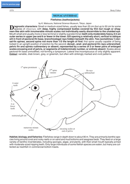 MONACANTHIDAE Filefishes (Leatherjackets) by K