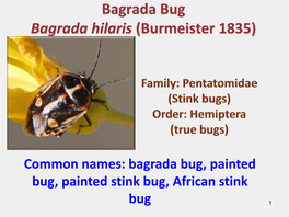 Bagrada Bug Bagrada Hilaris (Burmeister 1835)
