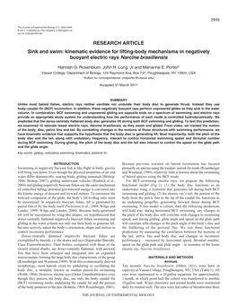 Kinematic Evidence for Lifting-Body Mechanisms in Negatively Buoyant Electric Rays Narcine Brasiliensis