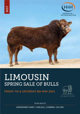 Limousin-Bulls-080521