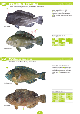 Identification Guide to the Common Coatal Food Fishes of the Pacific Region-90-104