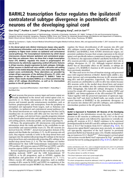 BARHL2 Transcription Factor Regulates the Ipsilateral/ Contralateral Subtype Divergence in Postmitotic Di1 Neurons of the Developing Spinal Cord