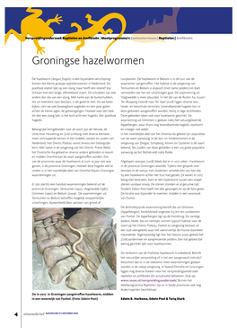 Groningse Hazelwormen Levend Voedse Dubbel