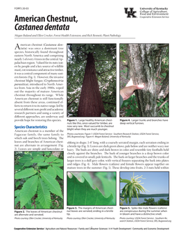 American Chestnut, Castanea Dentata