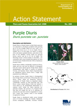 Purple Diuris Diuris Punctata Var