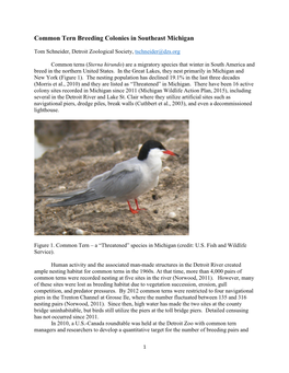 Common Tern Breeding Colonies in Southeast Michigan