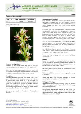 Prasophyllum Murfetii