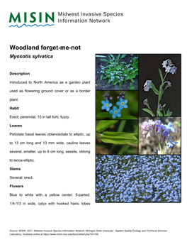 Woodland Forget-Me-Not Myosotis Sylvatica