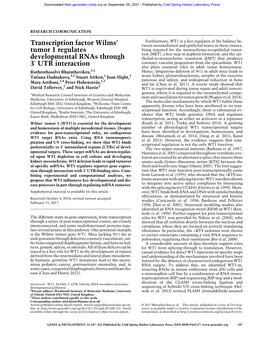 Transcription Factor Wilms' Tumor 1 Regulates Developmental Rnas Through 3 ′ UTR Interaction