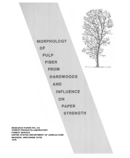 Morphology of Pulp Fiber from Hardwoods and Influence on Paper Strength