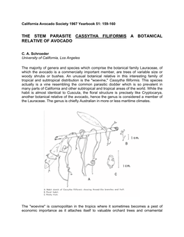 The Stem Parasite Cassytha Filiformis a Botanical Relative of Avocado