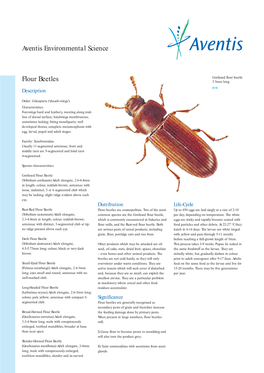 01 6050 Houseflies (Page 1)