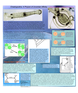 Chaetognatha: a Phylum of Uncertain Affinity Allison Katter, Elizabeth Moshier, Leslie Schwartz