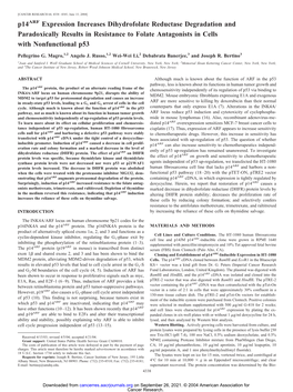 P14arf Expression Increases Dihydrofolate Reductase Degradation and Paradoxically Results in Resistance to Folate Antagonists in Cells with Nonfunctional P53