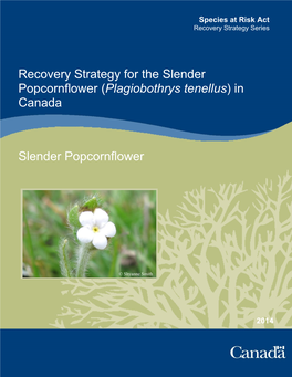 Recovery Strategy for the Slender Popcornflower (Plagiobothrys Tenellus) in Canada