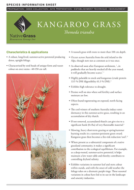 KANGAROO GRASS Themeda Triandra