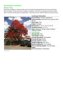 Brachychiton Acerifolius (Flame Tree)