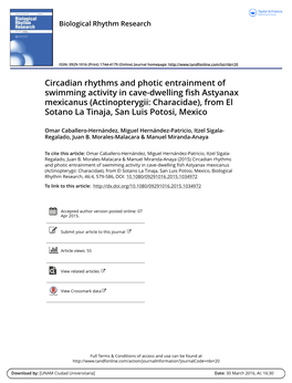 Circadian Rhythms and Photic Entrainment of Swimming Activity In