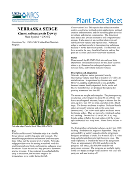 Plant Fact Sheet for Nebraska Sedge (Carex Nebrascensis)