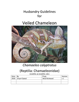 Veiled Chameleon