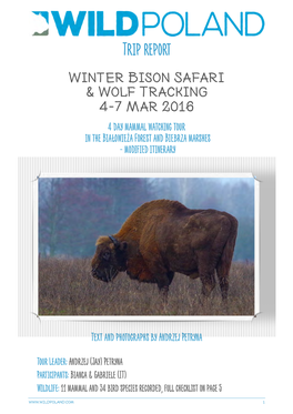 Early Spring Bison & Elk Safari in the Białowieża Forest