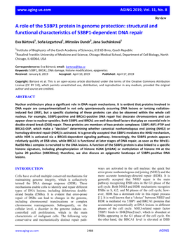 Structural and Functional Characteristics of 53BP1-Dependent DNA Repair