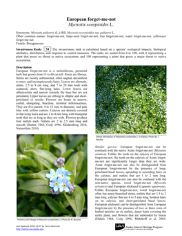 Myosotis Scorpioides L