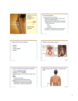 The Urinary System