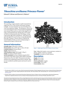 Tibouchina Urvilleana: Princess-Flower1 Edward F