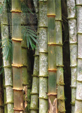 Running Vs Clumping Bamboo