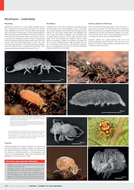 Mesofauna – Collembola