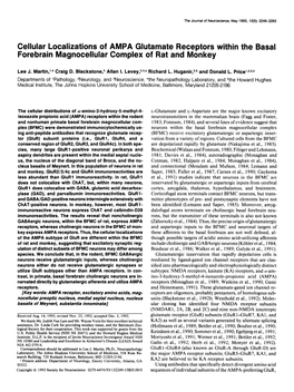 Cellular Localizations of AMPA Glutamate Receptors Within the Basal Forebrain Magnocellular Complex of Rat and Monkey