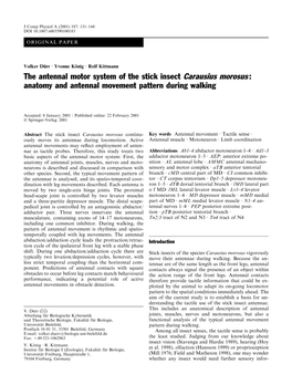 The Antennal Motor System of the Stick Insect Carausius Morosus : Anatomy and Antennal Movement Pattern During Walking