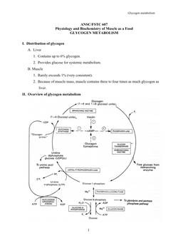 8. Glycogen Synthesis and Degradation