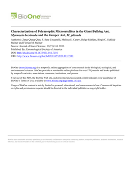 Characterization of Polymorphic Microsatellites in the Giant Bulldog Ant, Myrmecia Brevinoda and the Jumper Ant, M